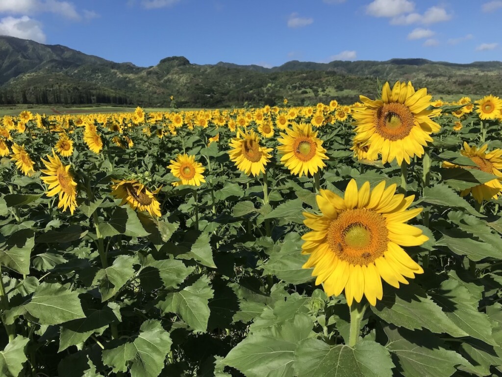 20231109 Oahu Photos Ctf Sunflowers